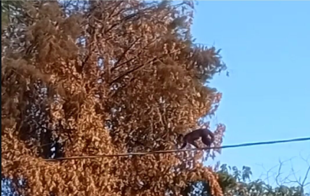 macaco no fio